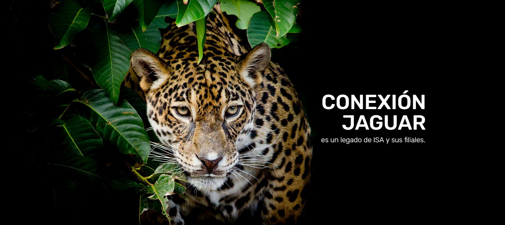 Conexion jaguar